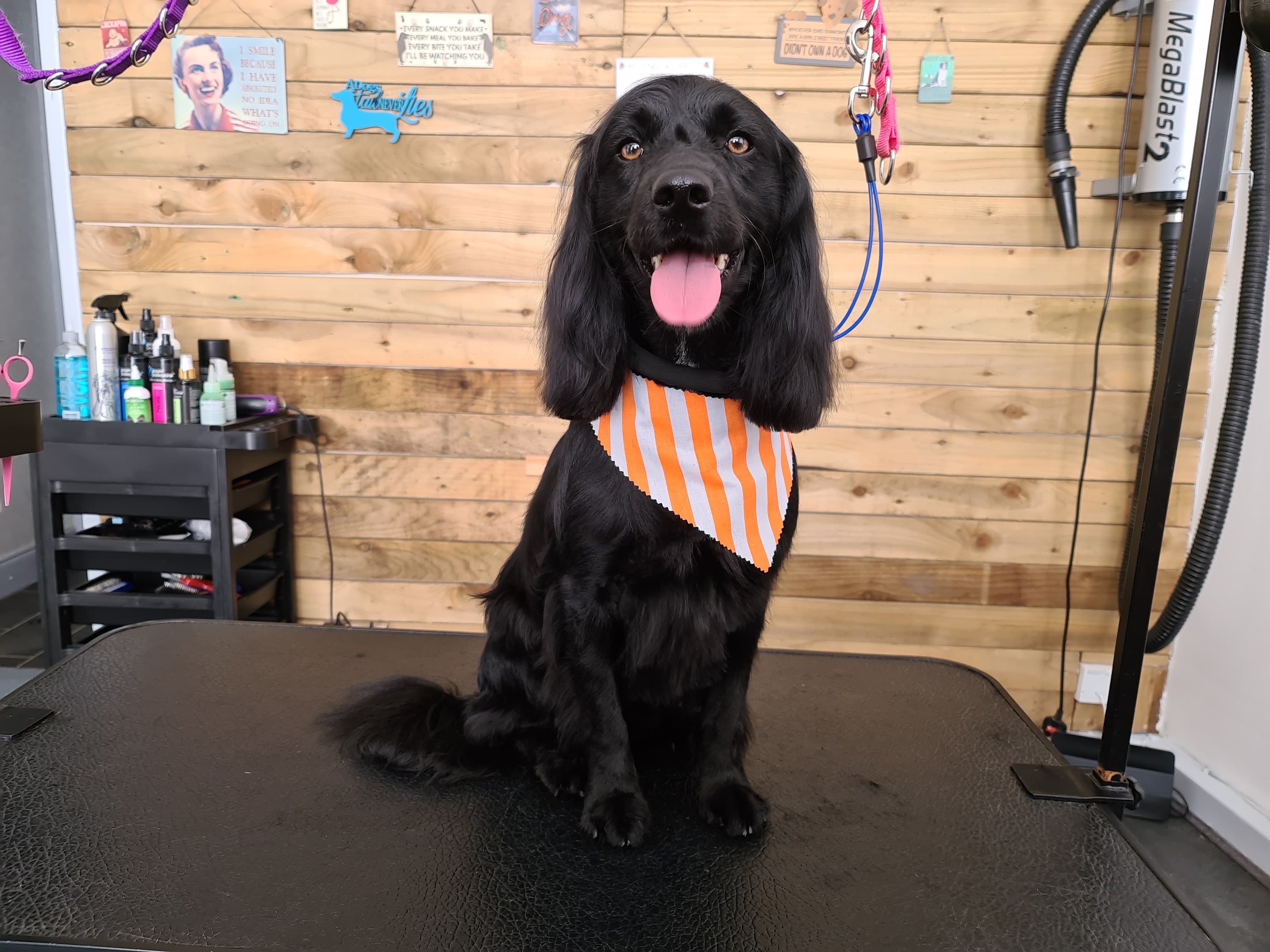 Dog grooming bandanas outlet