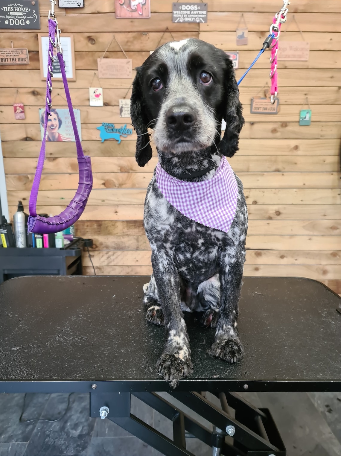 100 Tieback Dog Grooming / Groomers Bandanas Bulk Etsy