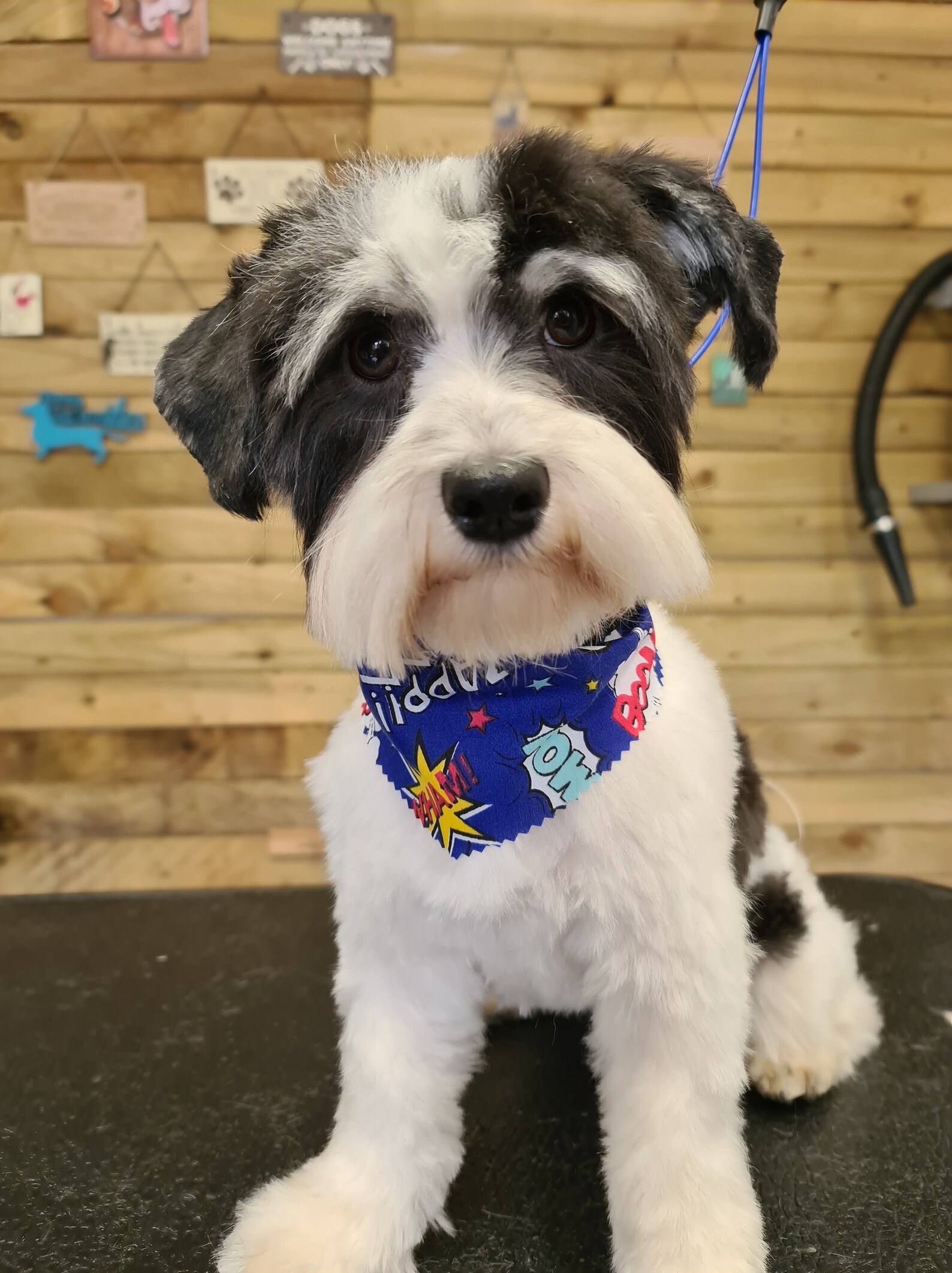 100 Tieback Dog Grooming / Groomers Bandanas Bulk Etsy Australia