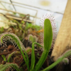 Drosera x Hercules 10 fresh seeds hybrid carnivorous plant 2020