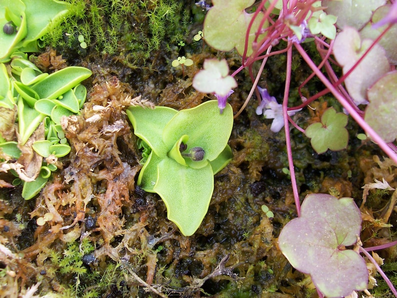 Pinguicula grandiflora hardy carnivorous plant, butterwort image 3