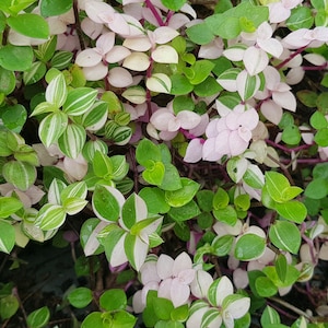 Callisia repens variegata 2 Stecklinge lebende Zimmerpflanze