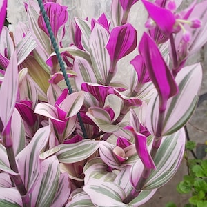 Tradescantia 'Nanouk' ein wurzelloser Steckling