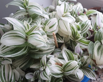 Tradescantia 'Brightness' eine wurzellose Steckling, seltene Zimmerpflanze