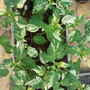Striped variegated tomato 10 fresh seeds