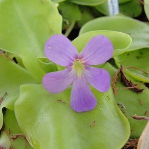 Pinguicula agnata x Sethos Fettkraut carnivorous living plant