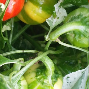Variegated Hungarian heirloom hot Cherry pepper 10 seeds