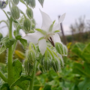 10 seeds Borago officinalis Alba WHITE Borago garden herb 2020