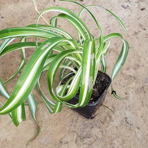 Curly spider plant Chlorophytum houseplant one  young plantlet