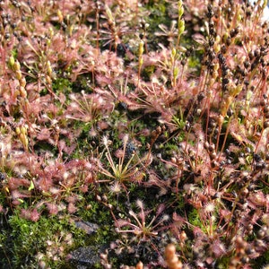 Drosera intermedia water sundew carnivorous plant 20 fresh seeds image 2