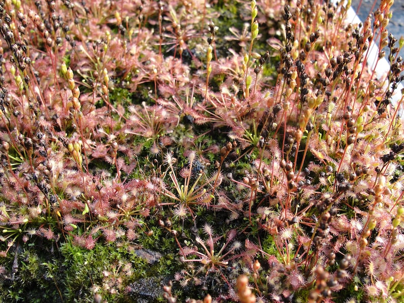 Drosera intermedia water sundew carnivorous plant 20 fresh seeds image 2