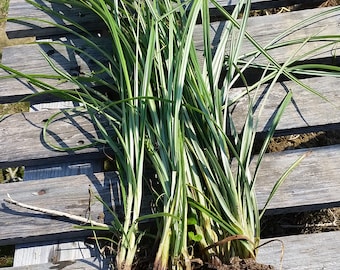 Chufa (Cyperus esculentus) Amêndoa-da-terra 50 g ~ 130 tubérculos