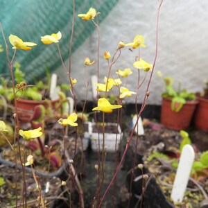 Utricularia subulata living bladderwort carnivorous plant image 3