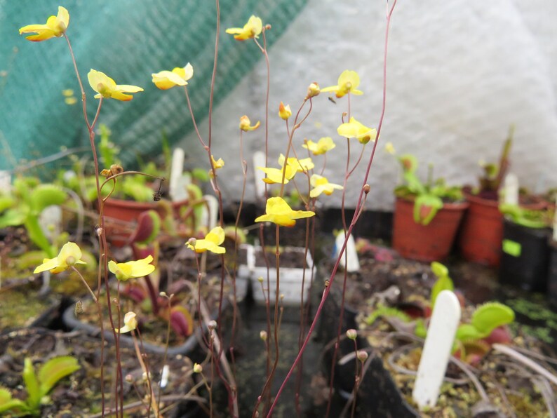 Utricularia subulata living bladderwort carnivorous plant image 3