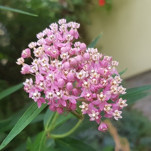 Rose milkweed Asclepias incarnata herb 20 fresh seeds