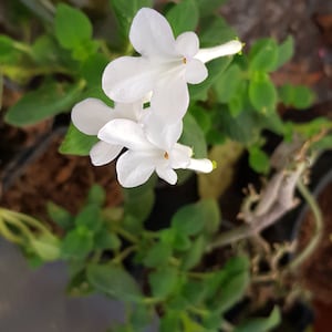 Streptocarpus saxorum &#39;White butterfly&#39; ein wurzelloser Steckling