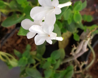 Streptocarpus saxorum 'White butterfly' one rootless cutting