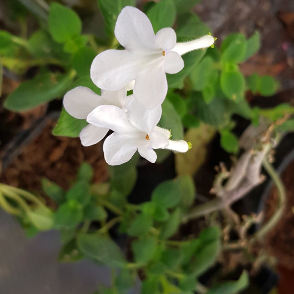 Streptocarpus saxorum 'White Butterfly' één wortelloze stek