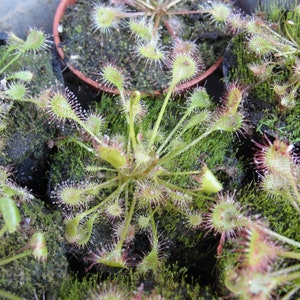 Drosera intermedia water sundew carnivorous plant 20 fresh seeds image 3