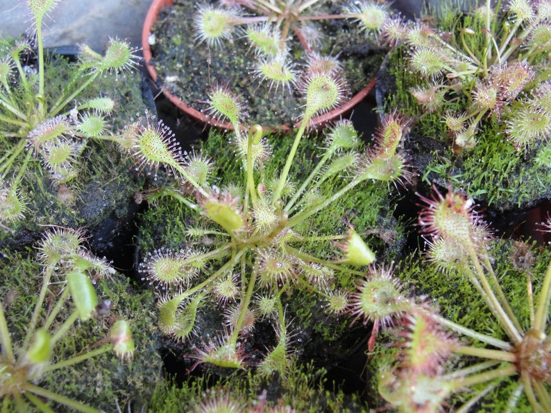 Drosera intermedia water sundew carnivorous plant 20 fresh seeds image 3