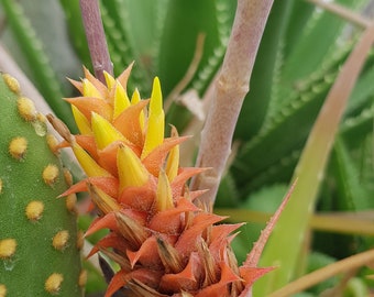 Pigna Bromelia (Acanthostachys strobilacea) Bromelia commestibile pianta d'appartamento rara 3 semi