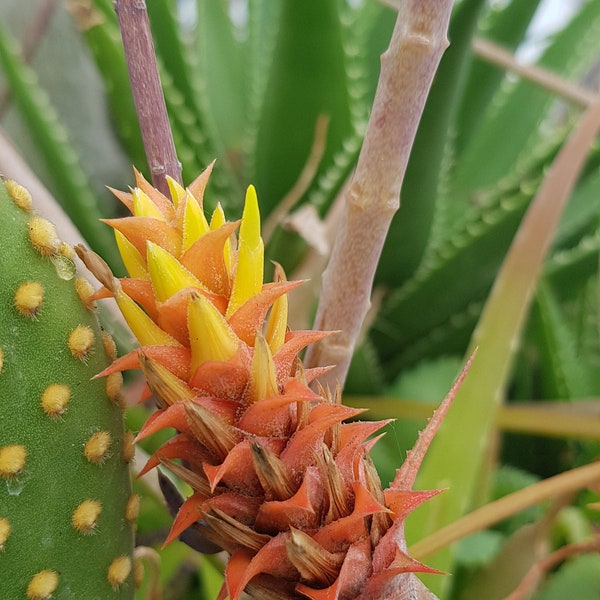 Pinecone Bromeliad (Acanthostachys strobilacea) edible Bromelia rare houseplant 3 seeds