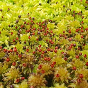 Living Spagnum palustre one klompmos