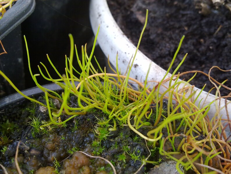 Rare Peppergrass Pilularia globulifera Pillwort one vigorous clump image 5