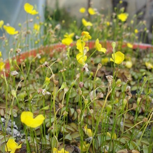 Humped bladderwort Utricularia gibba aquatic carnivorous plant one clump image 6