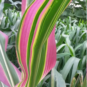 Zea mays variegata 10 fresh seeds from my own garden!