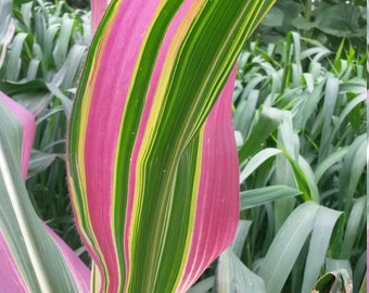 Zea mays variegata 10 verse zaden uit eigen tuin!