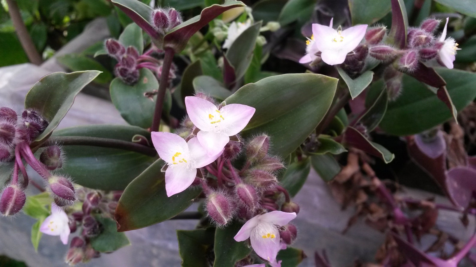 Tradescantia blossfeldiana une coupe sans racines plante - Etsy France