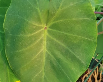 Colocasia 'Pink China' potted plant