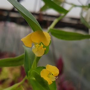 Commelina africana two rootless cuttings, rare house plant image 1