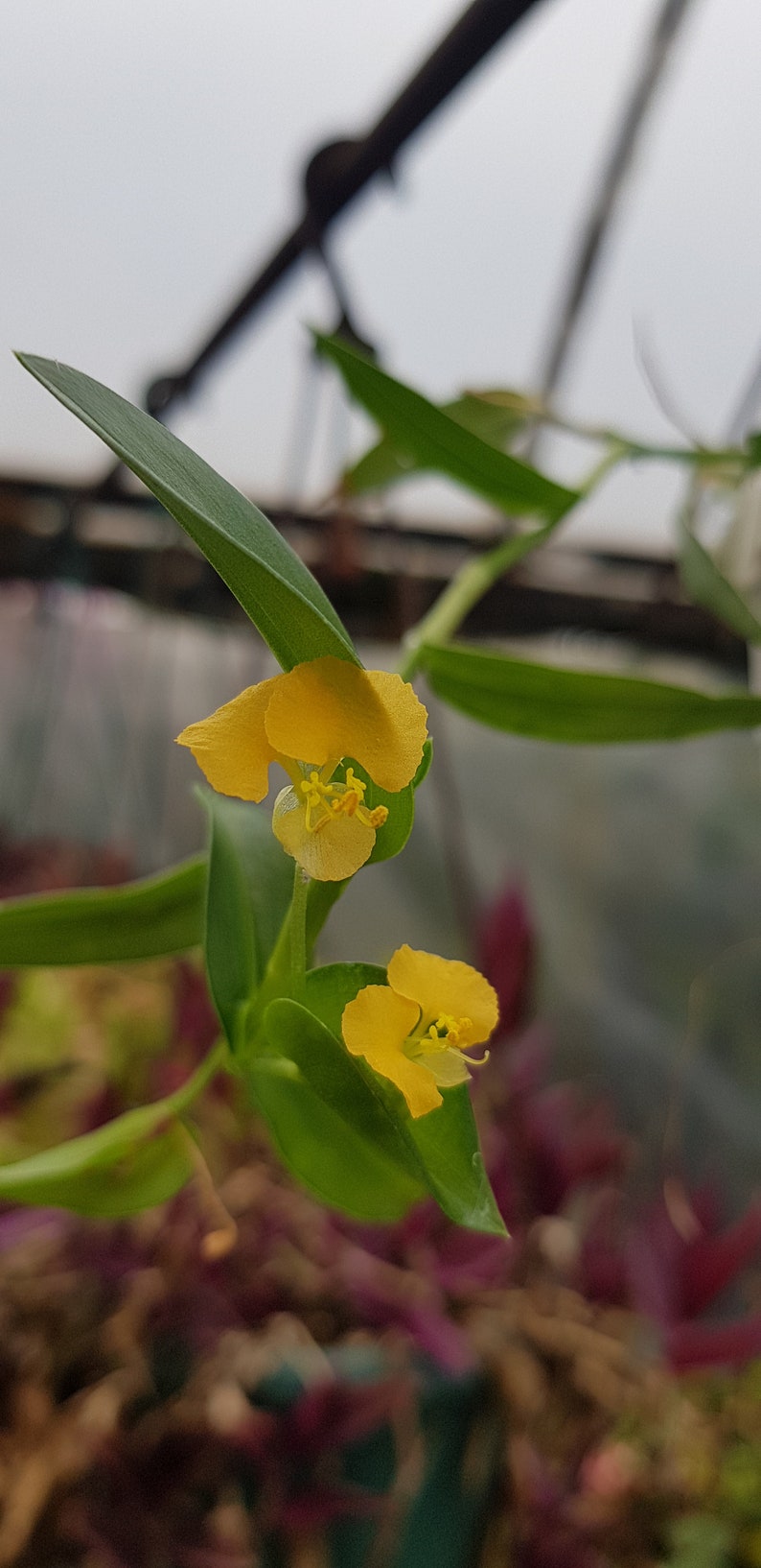 Commelina africana two rootless cuttings, rare house plant image 1