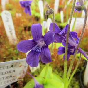 Pinguicula grandiflora hardy carnivorous plant, butterwort image 4