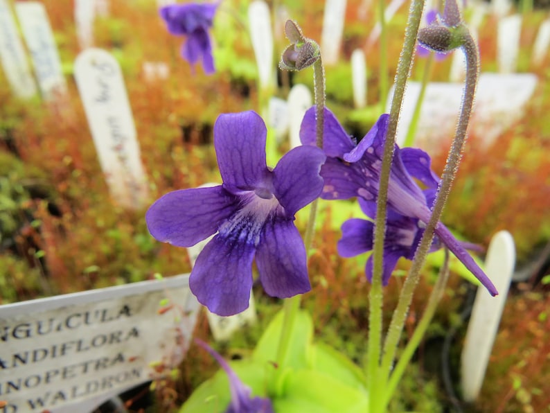 Pinguicula grandiflora hardy carnivorous plant, butterwort image 4