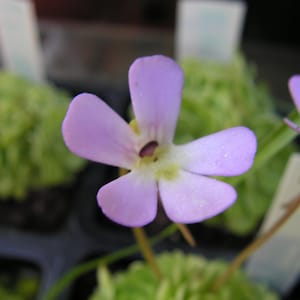 Peut inclure: Gros plan sur une fleur délicate, de couleur violet clair, avec cinq pétales et un centre sombre. La fleur est mise au point, avec un arrière-plan flou de feuillage vert et de petites étiquettes blanches. L'image présente un spécimen botanique.