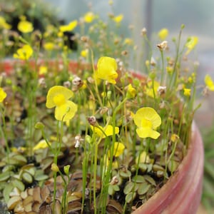 Pode incluir: Um vaso redondo de cor terracota preenchido com Utricularia sandersonii, apresentando numerosas pequenas flores amarelo-brilhantes em forma de orelhas de coelho em hastes verdes finas acima de um denso grupo de folhas minúsculas e arredondadas.
