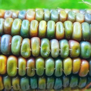 Zea mays &#39;Oaxacana green&#39; 10 fresh seeds from my own garden!