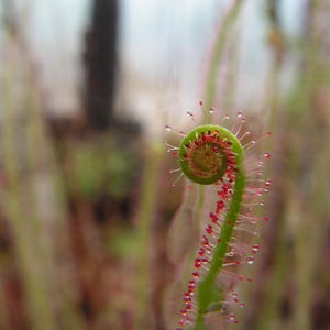 Drosera filiformis ssp filiformis 10 graines fraîches plante carnivore
