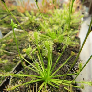 Drosera intermedia &#39;all green&#39; rarity carnivorous living plant HIBERNACULUM