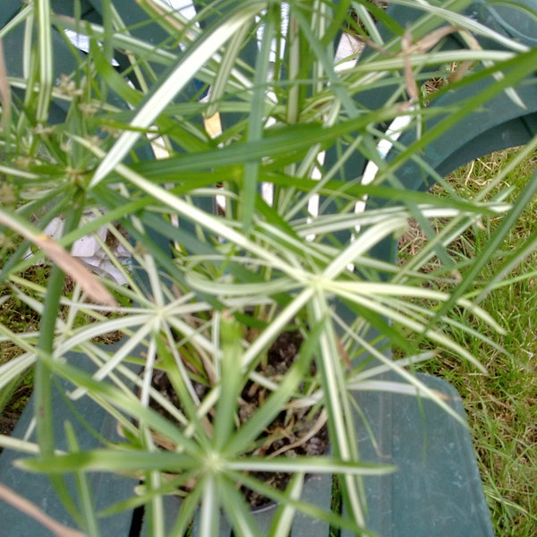 Cyperus alternifolius variegata one bareroot plant