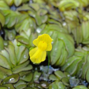 Humped bladderwort Utricularia gibba aquatic carnivorous plant one clump image 4
