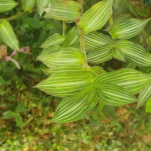 Callisia elegans twee wortelloze stekken, zeldzame kamerplant