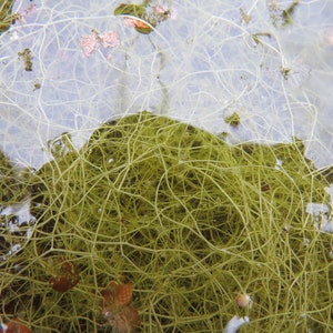 Humped bladderwort Utricularia gibba aquatic carnivorous plant one clump image 5