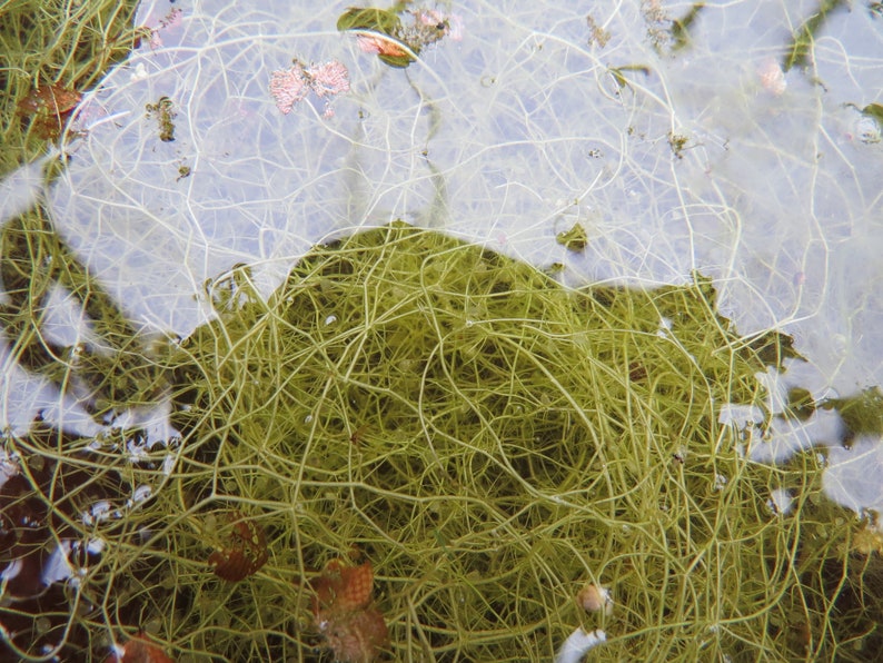 Humped bladderwort Utricularia gibba aquatic carnivorous plant one clump image 5