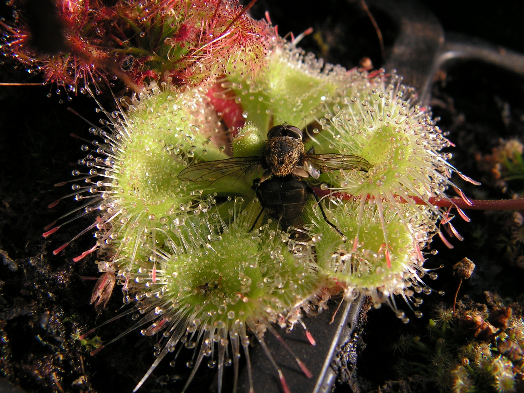 Plante Carnivore Drosera Slackii - Rare - Facile à Cultiver - Pièce Unique