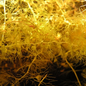 Utricularia australis aquatic bladderwort 2 winter turions hardy carnivorous plant image 5