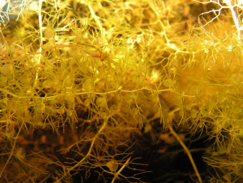 Utricularia australis aquatic bladderwort 2 winter turions hardy carnivorous plant image 5